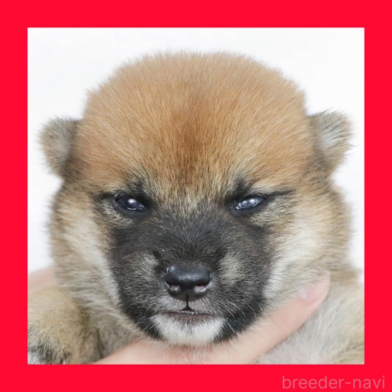 販売中の愛知県の柴犬-406307